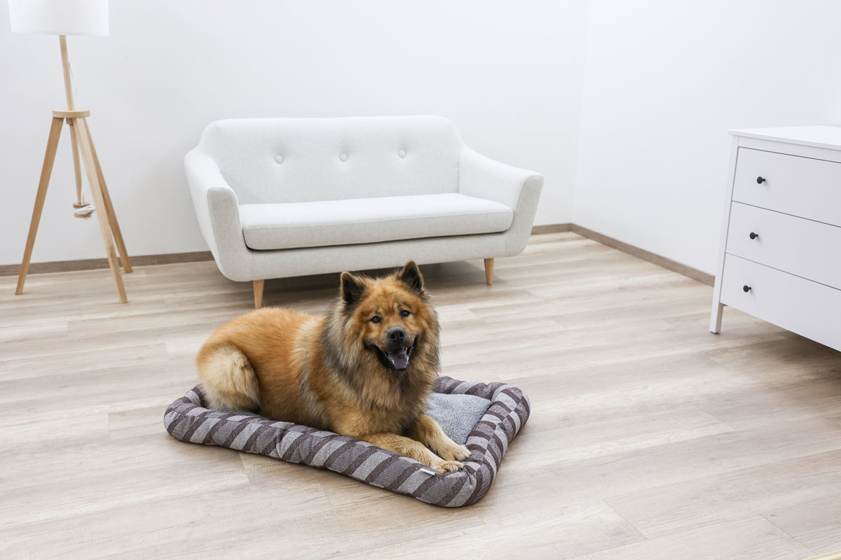 Ratgeber Hund – Lieblingsdecke ein Ruheplatz Reisen mit Hund - Lieblingsdecke