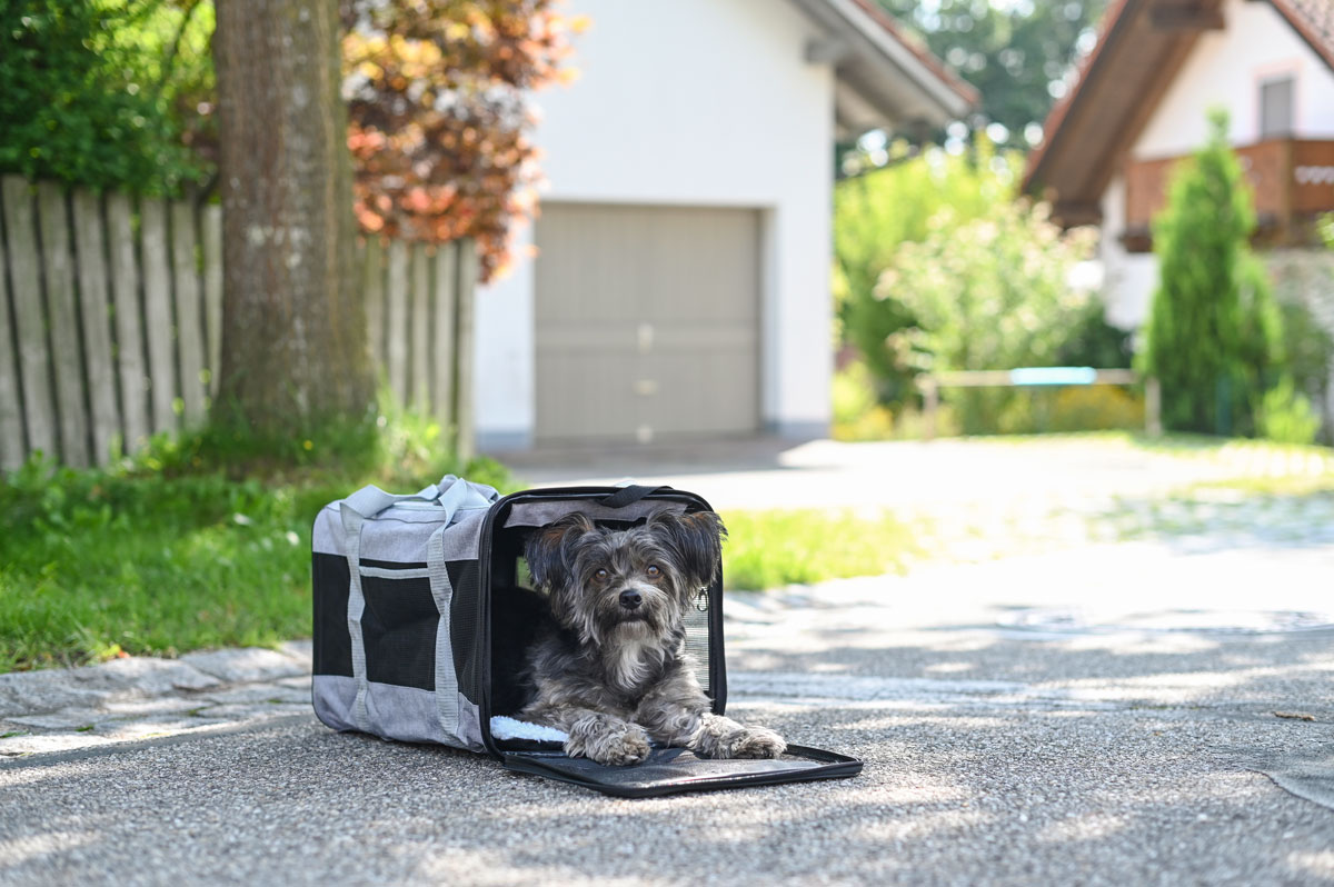 Ratgeber Hund – Hundetragetasche Hunde für die Flugreise vorbereiten - Reisen mit Hund