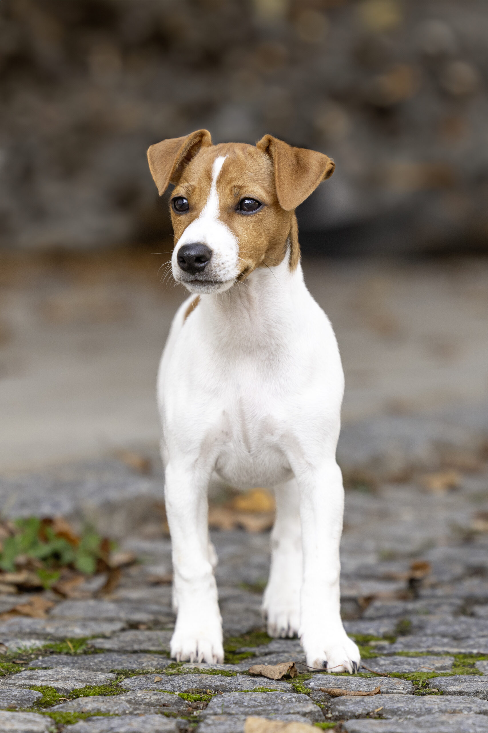Jack Russell Terrier Welpe Gesundheit und Sicherheit beim Reisen mit Hund