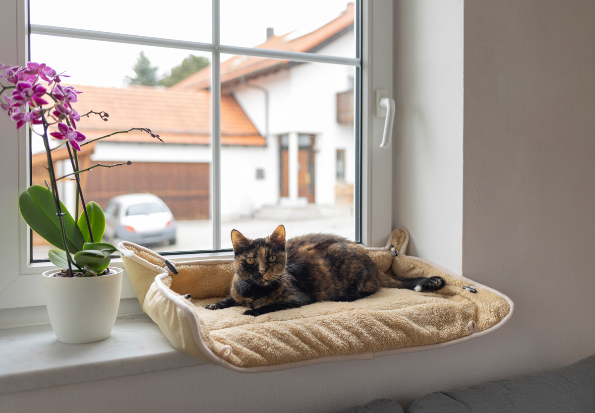 Katze liegt auf einem Fensterkissen Katze liegt auf einem Fensterkissen