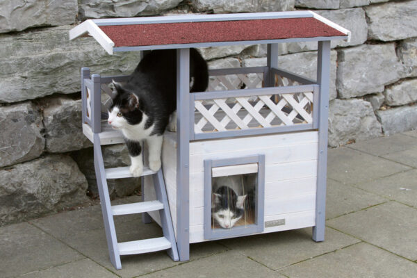 katze-komfort_neu Katze Komfort Neu