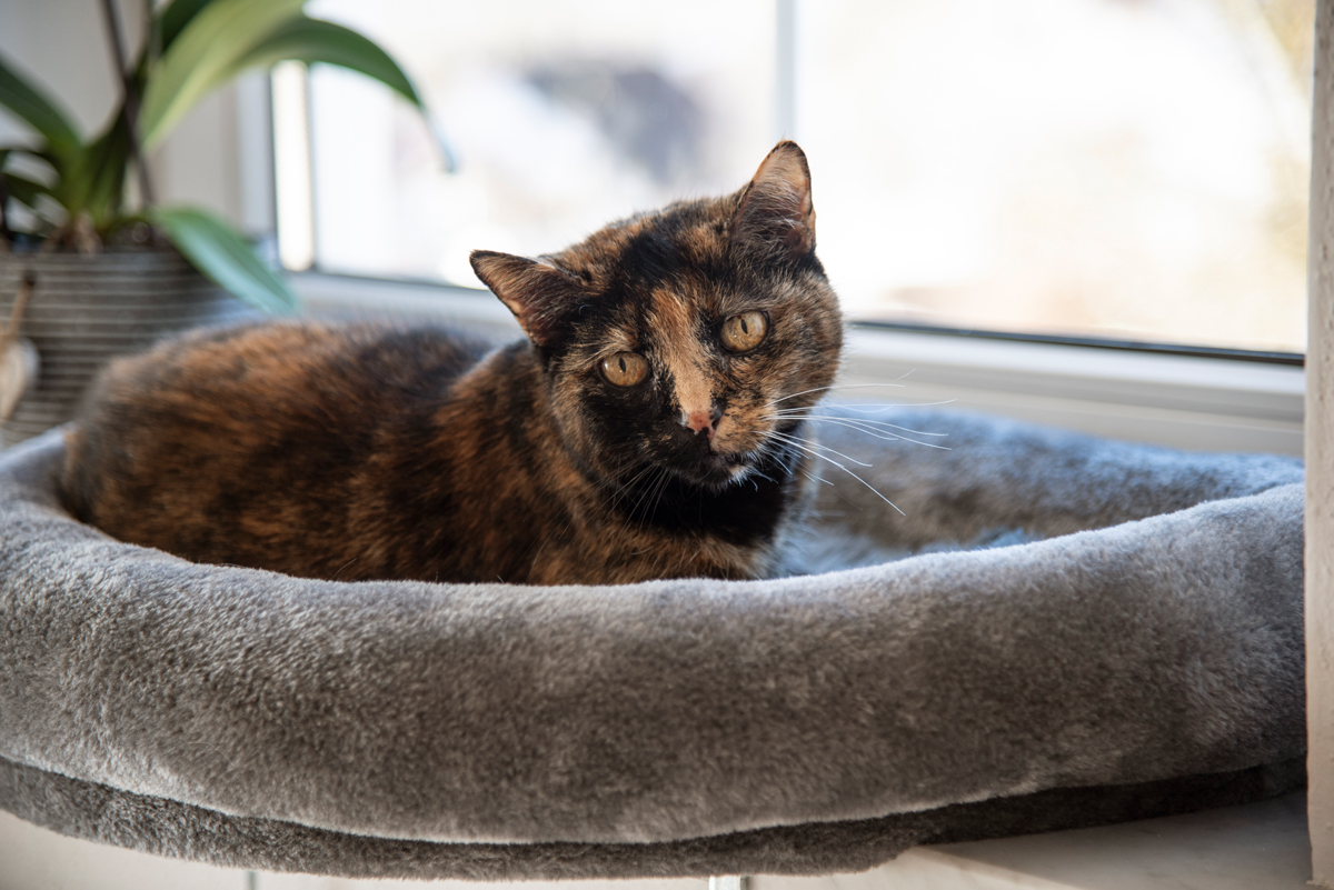 Katze von nah – Fensterliegebett Katze von nah - Fensterliegebett