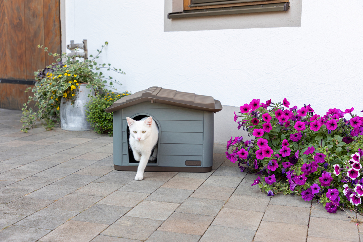 Weiße Katze kommt aus dem Katzenhaus Weiße Katze kommt aus dem Katzenhaus