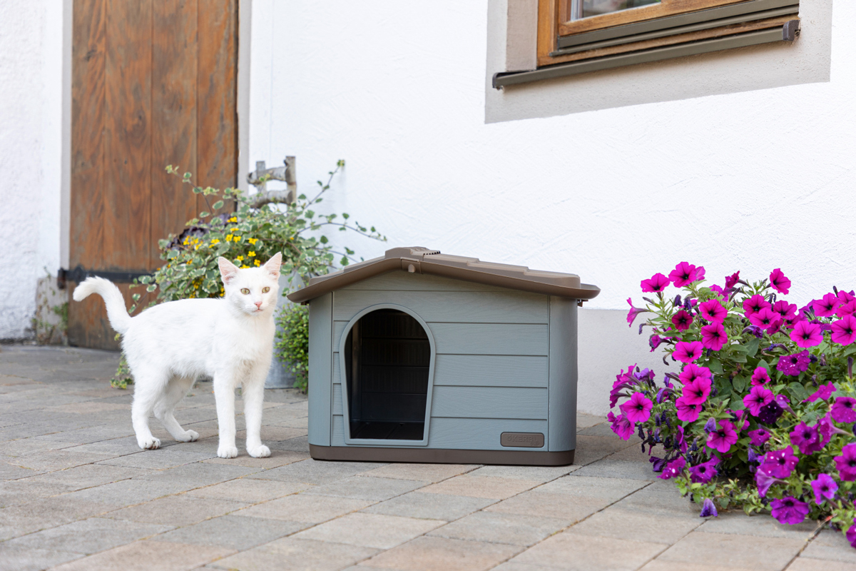 Weiße Katze vor dem Katzenhaus Weiße Katze vor dem Katzenhaus