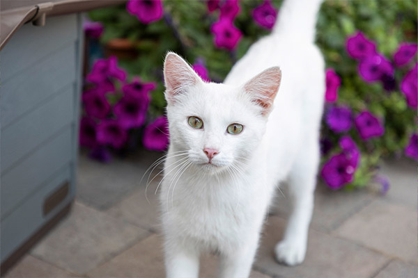 Weiße Katze Weiße Katze