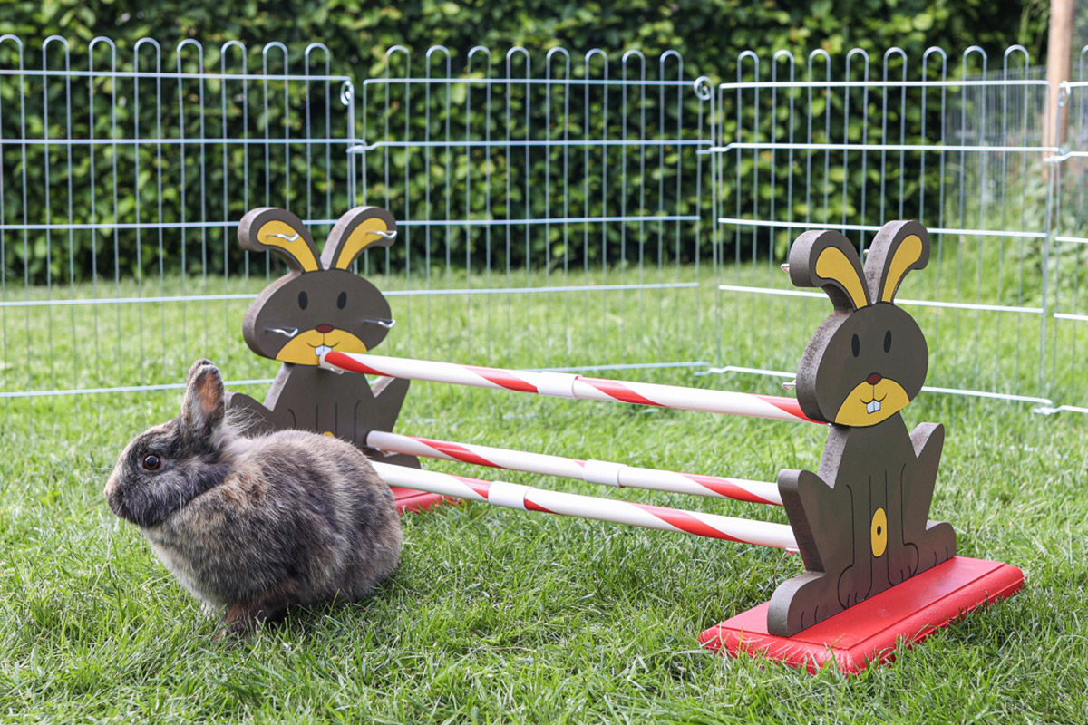 kaninchen-agility Spielzeug und Beschäftigung