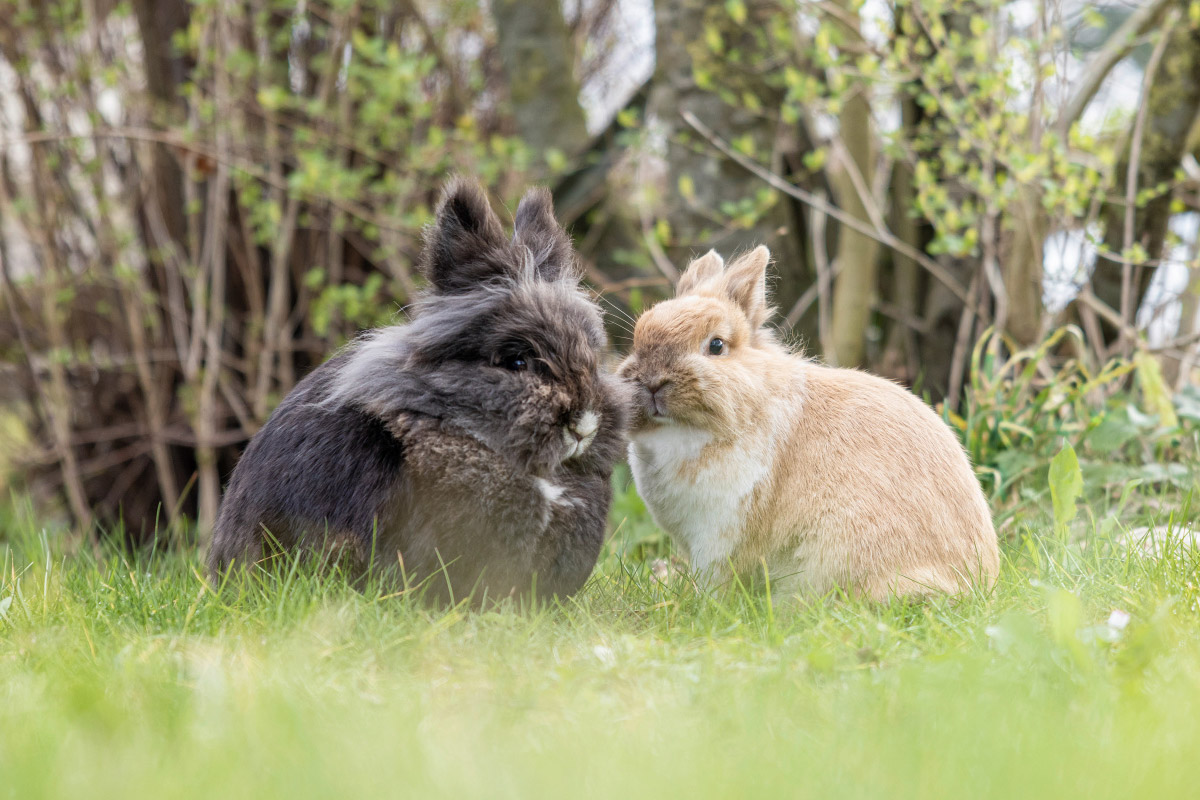 kaninchen-gesellig-wiese Zwei Freunde - Kaninchen