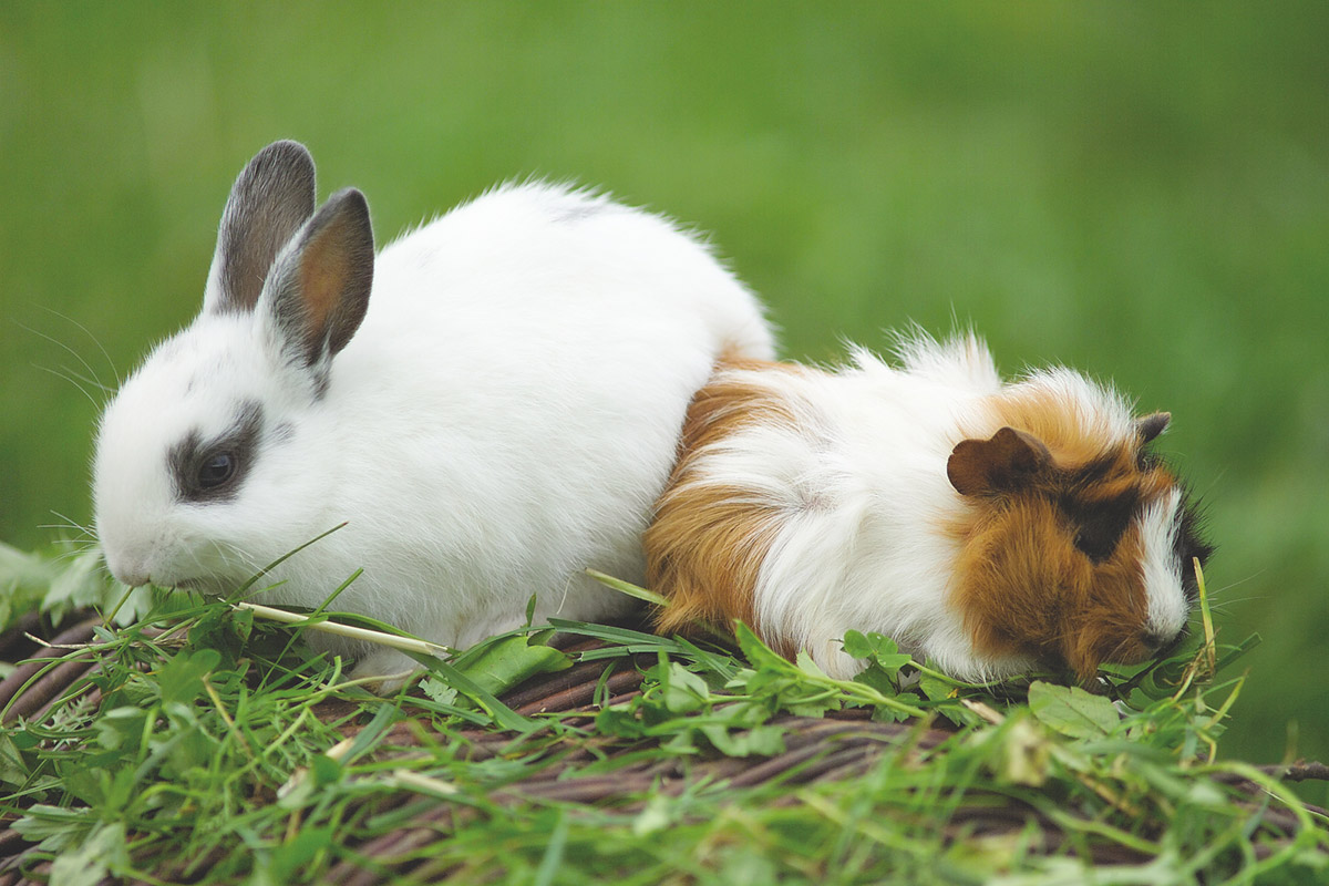 kaninchen-meerschweinchen Kaninchen und Meerschweinchen