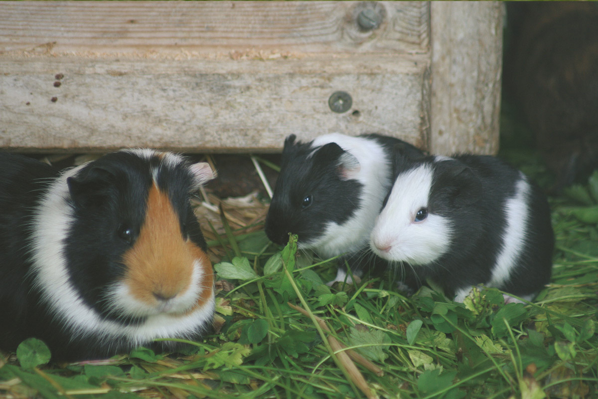 meerschweinchen-gesellig Meerschweinchen sind entschpannt