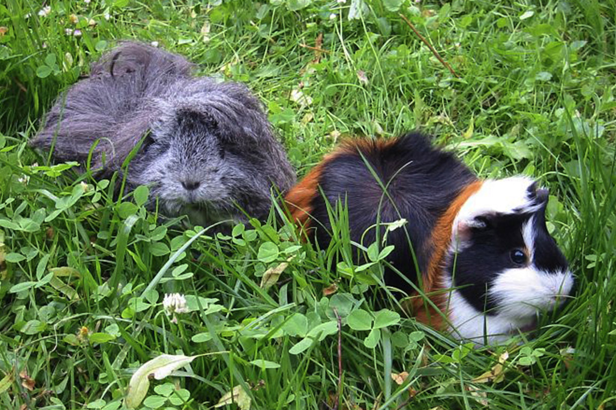 meerschweinchen-wiese Meerschweinchen frei auf der Wiese