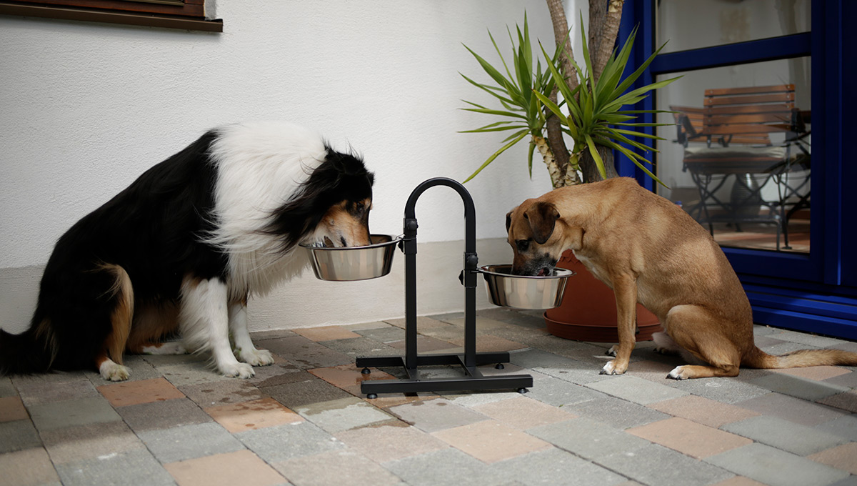 Futterbar Deluxe für Hunde Erhöhte Futternäpfe für Seniorenhunde