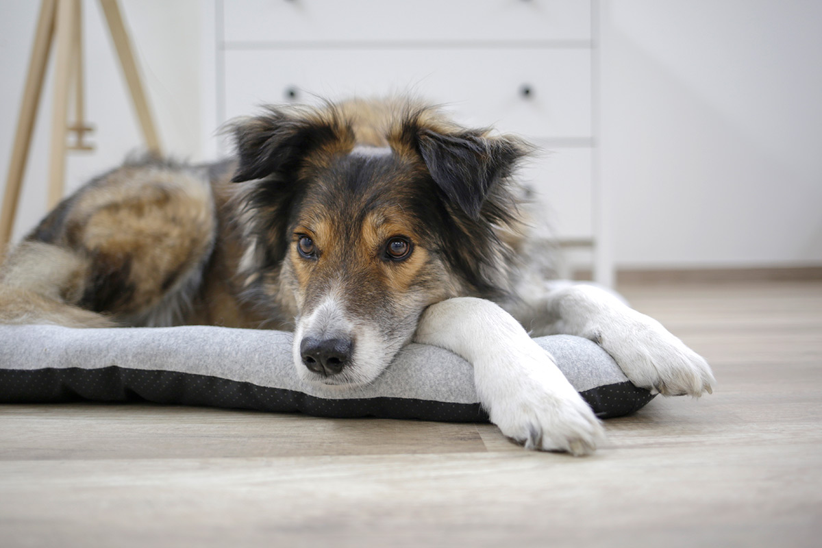 Hund liegt auf orthopädischem Liegekissen Seniorenhund mit Rückenschmerzen