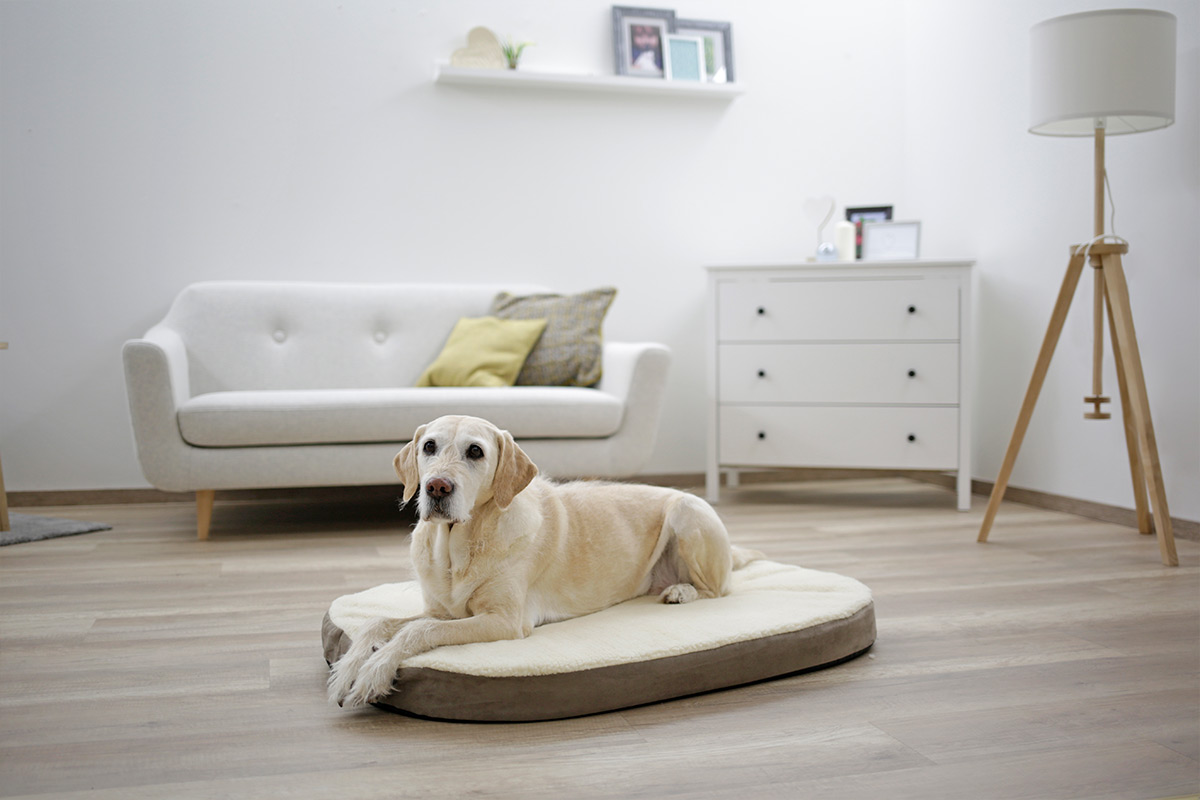 hund-memoryschaum-matratze Seniorenhund auf orthopädischen Hundekissen