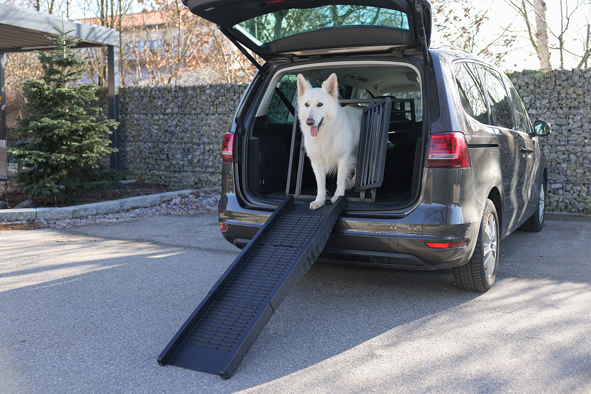 hunderampe Seniorenhunde kommen besser ins Auto