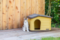 Katzenhaus Paola Eco