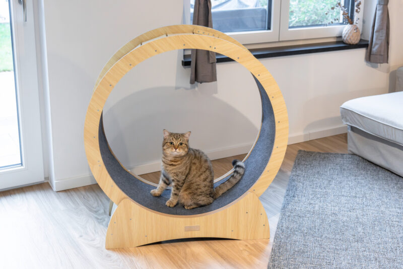 Katzenlaufrad