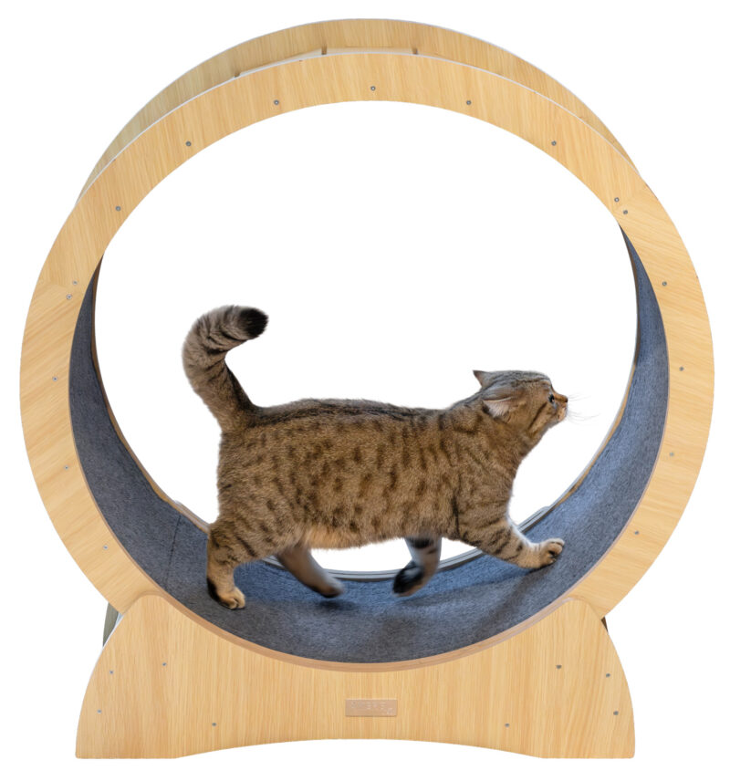 Katzenlaufrad